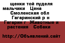 щенки той пуделя мальчики › Цена ­ 18 000 - Смоленская обл., Гагаринский р-н, Гагарин г. Животные и растения » Собаки   